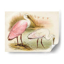 Roseate Spoonbills I | Cuadro decorativo de Canvas Lab