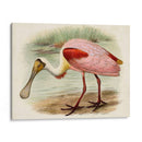 Roseate Spoonbills Ii | Cuadro decorativo de Canvas Lab