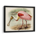 Roseate Spoonbills Ii | Cuadro decorativo de Canvas Lab