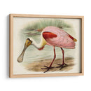 Roseate Spoonbills Ii | Cuadro decorativo de Canvas Lab