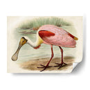 Roseate Spoonbills Ii | Cuadro decorativo de Canvas Lab