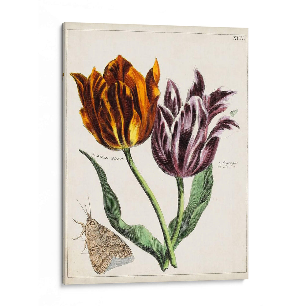 Tulipán Clásicos I | Cuadro decorativo de Canvas Lab