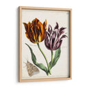 Tulipán Clásicos I | Cuadro decorativo de Canvas Lab