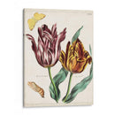 Tulipán Clásicos Ii | Cuadro decorativo de Canvas Lab