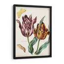 Tulipán Clásicos Ii | Cuadro decorativo de Canvas Lab