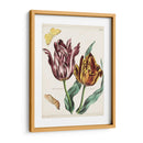 Tulipán Clásicos Ii | Cuadro decorativo de Canvas Lab