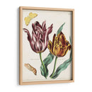 Tulipán Clásicos Ii | Cuadro decorativo de Canvas Lab