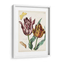 Tulipán Clásicos Ii | Cuadro decorativo de Canvas Lab