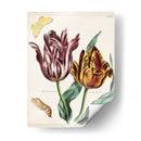 Tulipán Clásicos Ii | Cuadro decorativo de Canvas Lab