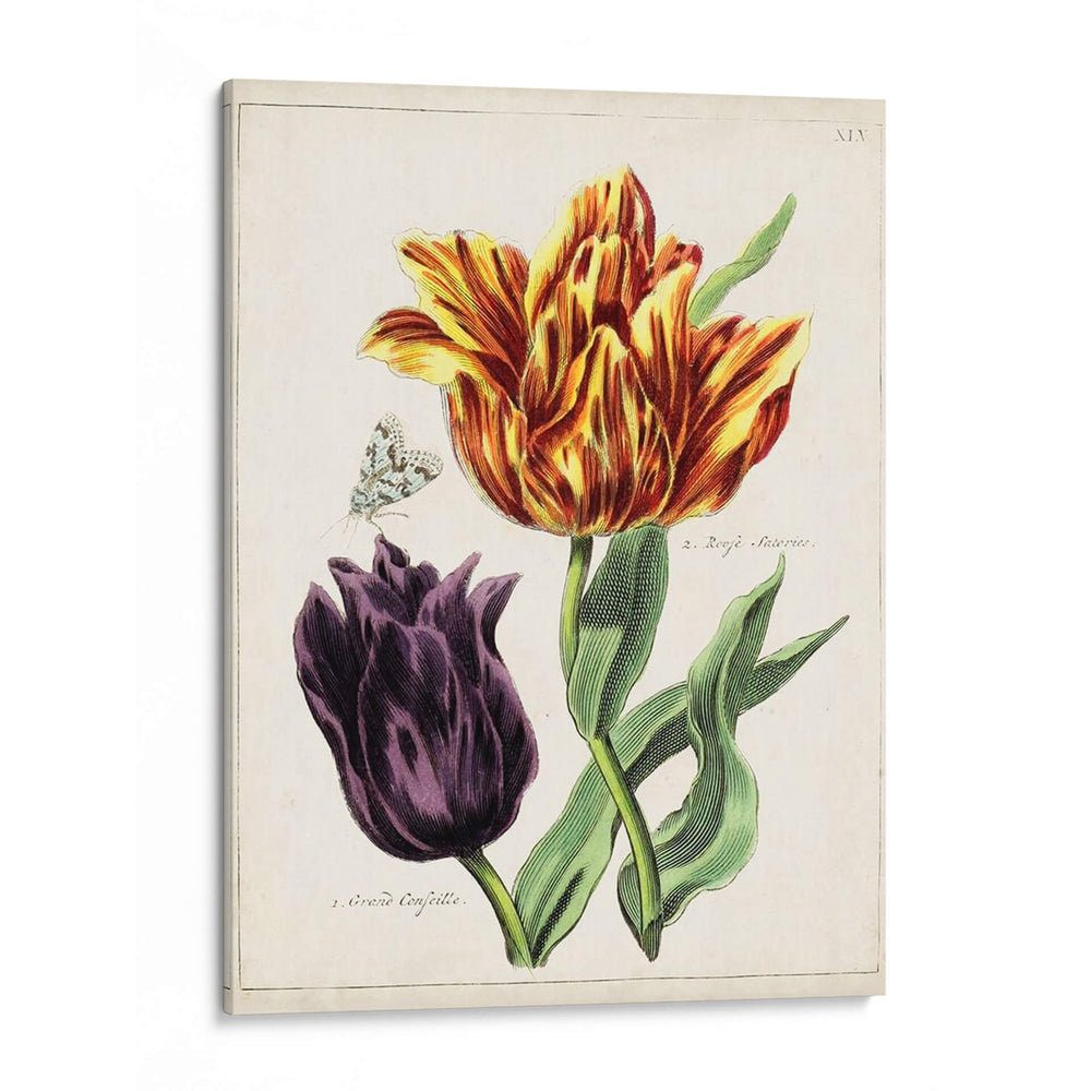 Tulipán Clásicos Iii | Cuadro decorativo de Canvas Lab