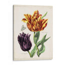 Tulipán Clásicos Iii | Cuadro decorativo de Canvas Lab