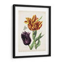 Tulipán Clásicos Iii | Cuadro decorativo de Canvas Lab