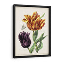 Tulipán Clásicos Iii | Cuadro decorativo de Canvas Lab