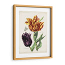 Tulipán Clásicos Iii | Cuadro decorativo de Canvas Lab