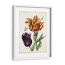 Tulipán Clásicos Iii | Cuadro decorativo de Canvas Lab