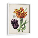 Tulipán Clásicos Iii | Cuadro decorativo de Canvas Lab