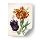 Tulipán Clásicos Iii | Cuadro decorativo de Canvas Lab