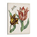 Tulipán Clásicos Iv | Cuadro decorativo de Canvas Lab