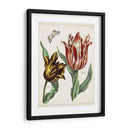 Tulipán Clásicos Iv | Cuadro decorativo de Canvas Lab