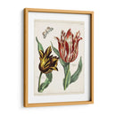 Tulipán Clásicos Iv | Cuadro decorativo de Canvas Lab