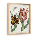 Tulipán Clásicos Iv | Cuadro decorativo de Canvas Lab