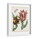 Tulipán Clásicos Iv | Cuadro decorativo de Canvas Lab