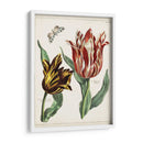 Tulipán Clásicos Iv | Cuadro decorativo de Canvas Lab