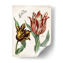 Tulipán Clásicos Iv | Cuadro decorativo de Canvas Lab