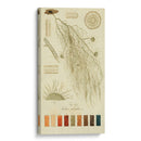 Especies De Liquen Ii | Cuadro decorativo de Canvas Lab