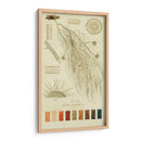 Especies De Liquen Ii | Cuadro decorativo de Canvas Lab