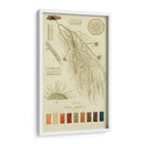 Especies De Liquen Ii | Cuadro decorativo de Canvas Lab