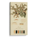 Especies De Liquen Iii | Cuadro decorativo de Canvas Lab
