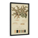 Especies De Liquen Iii | Cuadro decorativo de Canvas Lab