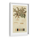 Especies De Liquen Iii | Cuadro decorativo de Canvas Lab