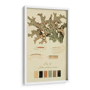 Especies De Liquen Iii | Cuadro decorativo de Canvas Lab