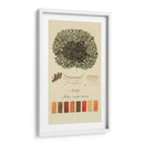 Especies De Liquen Vi | Cuadro decorativo de Canvas Lab