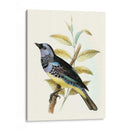 En Perch Viii | Cuadro decorativo de Canvas Lab