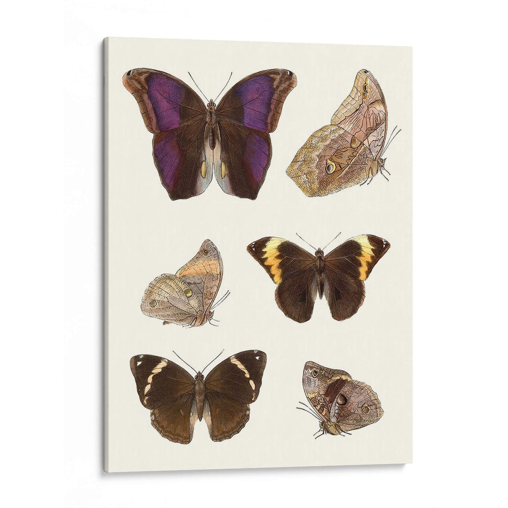 Mariposas Violetas Ii | Cuadro decorativo de Canvas Lab