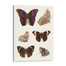 Mariposas Violetas Ii | Cuadro decorativo de Canvas Lab