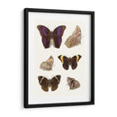Mariposas Violetas Ii | Cuadro decorativo de Canvas Lab