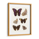 Mariposas Violetas Ii | Cuadro decorativo de Canvas Lab