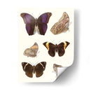 Mariposas Violetas Ii | Cuadro decorativo de Canvas Lab