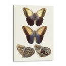 Mariposas Violetas Iii | Cuadro decorativo de Canvas Lab