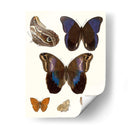 Mariposas Violetas Iv | Cuadro decorativo de Canvas Lab