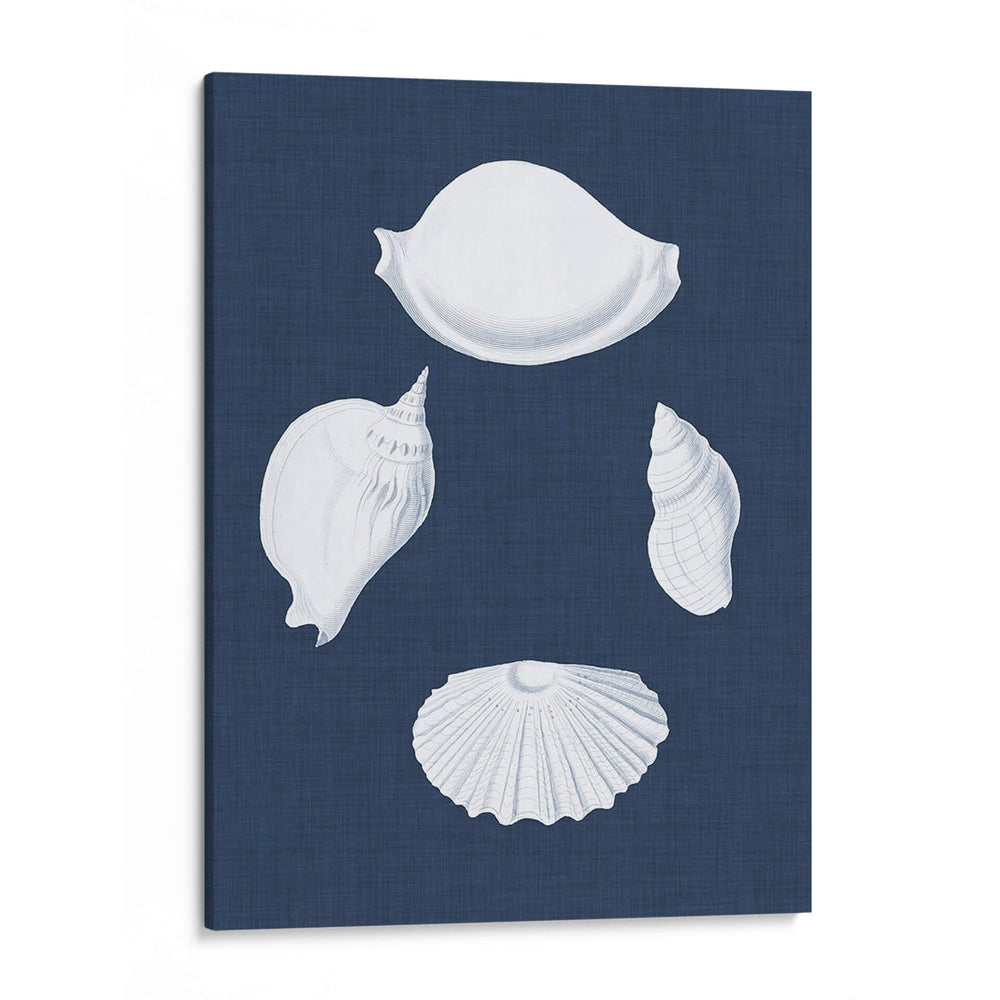 Cochillages Blancs I - Vision Studio | Cuadro decorativo de Canvas Lab