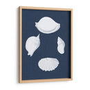 Cochillages Blancs I - Vision Studio | Cuadro decorativo de Canvas Lab