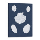 Cochillages Blancs Iii - Vision Studio | Cuadro decorativo de Canvas Lab