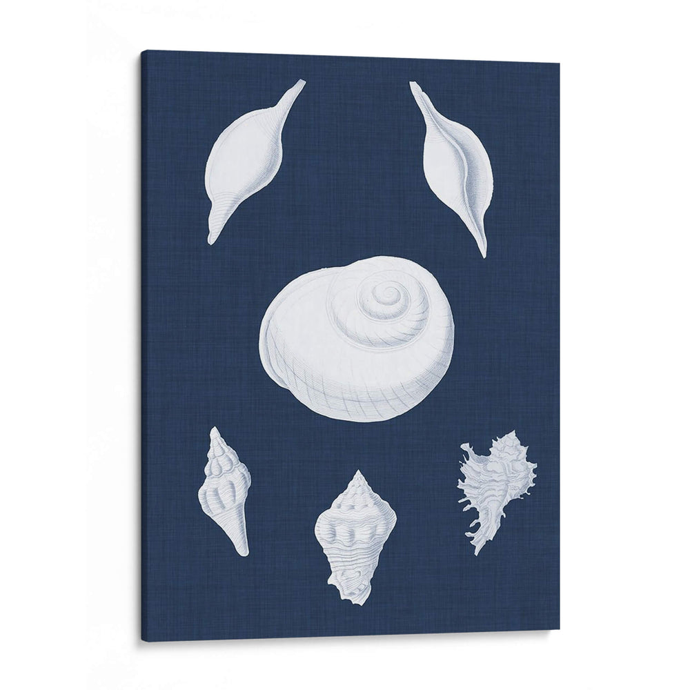 Cochillages Blancs Iv - Vision Studio | Cuadro decorativo de Canvas Lab