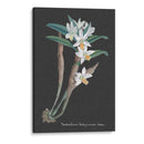 Orquídea En La Pizarra I - Vision Studio | Cuadro decorativo de Canvas Lab