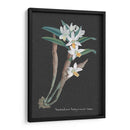 Orquídea En La Pizarra I - Vision Studio | Cuadro decorativo de Canvas Lab